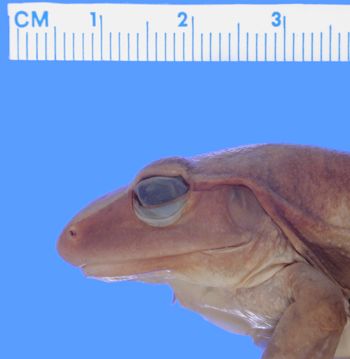 Media type: image; Herpetology A-7827